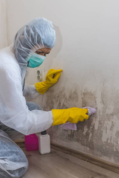 Professional Mold Removal in Los Lunas, NM